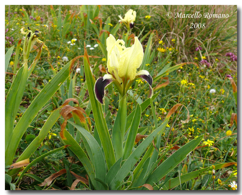 Iris pseudopumila nei pressi del Tempio di Segesta